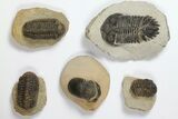 Lot: Assorted Devonian Trilobites - Pieces #119932-1